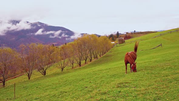 A Graceful Horse Eats Grass Enjoying the Warm Autumn Sun in the Carpathian Mountains in Ukraine