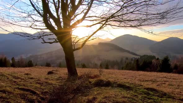 Colorful Sunset in Autumn Mountains Nature with Silhouette of Cherry Tree in Golden Meadow