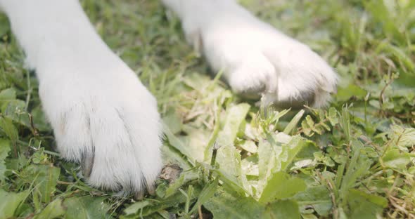 Close up of the white paws of a dog lying in the grass under a tree on a sunny day.