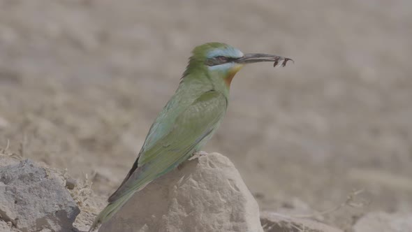 Green Bee-eater With Insect