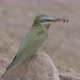 Green Bee-eater With Insect - VideoHive Item for Sale
