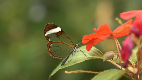 Slow Motion Shot of Fine Butterfly with Transparent Wings Flying Away From Red Flower