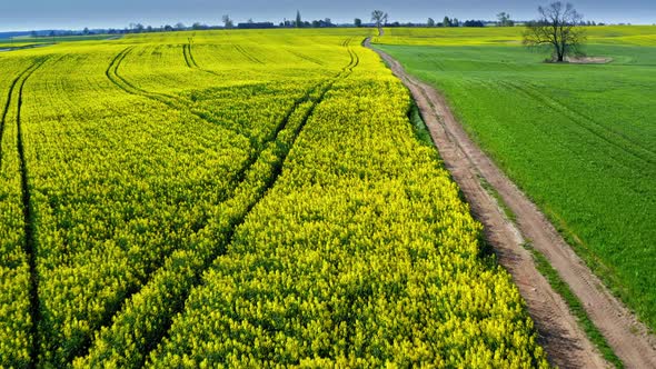 Flying above yellow rape fields in spring, Poland