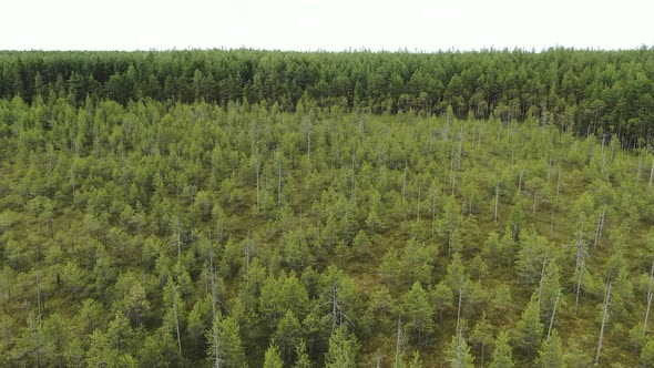 Swamp in the Taiga Flight Over the Forest