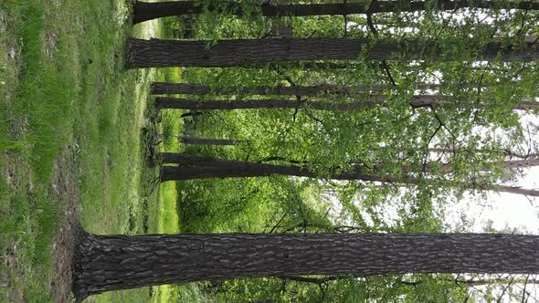 Vertical Video of a Forest with Pine Trees