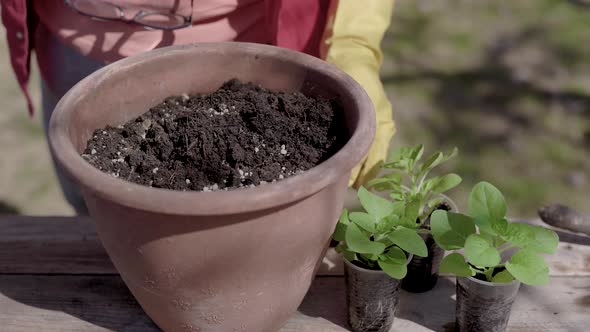Close-up. The Process of Planting Plant Pots in Pots. Green Seedlings Are Planted in the Prepared