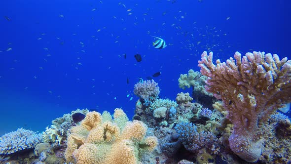 Coral Garden Marine Life