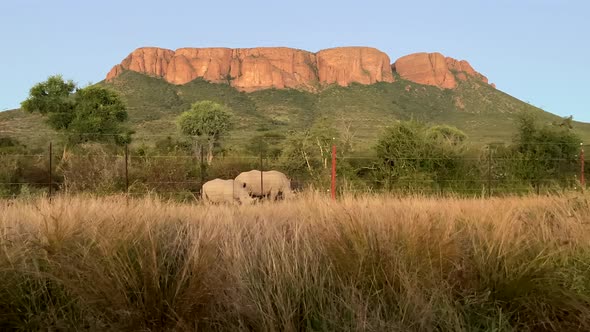 Wild two white rhinos inside Marakele National Park at sunset, South Africa.