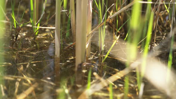 Roots of Reeds