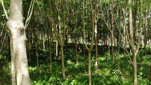 Plantation for the Extraction of Natural Latex From Rubber Trees. Drone View