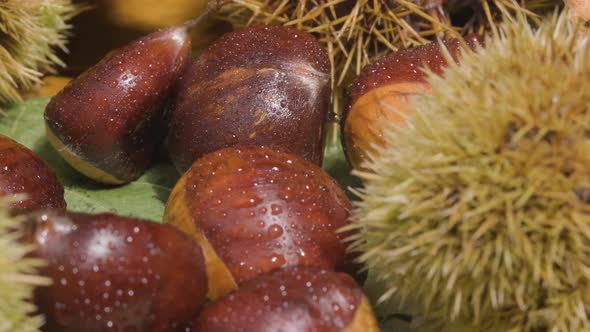 Chestnut fruit contained in very sharp spiny bur cupule
