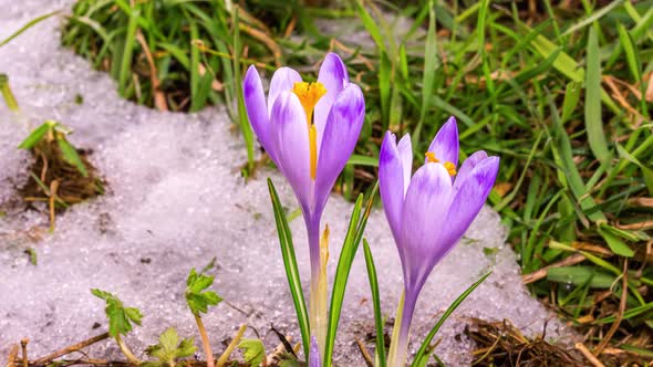 Snow Melting and Crocus Flower Blooming in Green Meadow Spring Time lapse