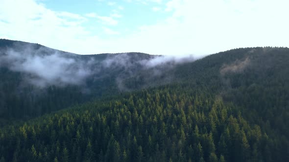 Aerial Drone Shot Revealing the Seemingly Endless Evergreen Trees of the Romanian Mountains of Valea