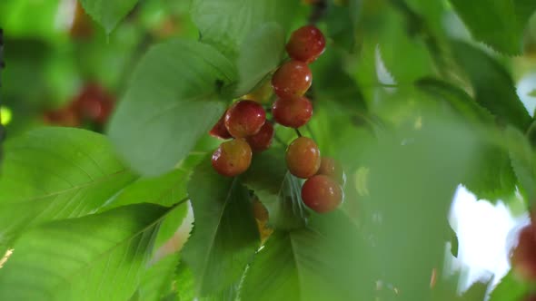 Sweet Cherries on a Branch in a Garden