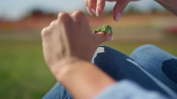 Closeup Lizard in Woman Hands