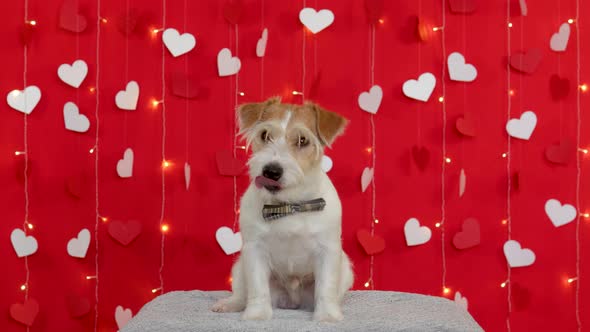 Jack Russell Terrier dog stands on its hind legs. Valentines day concept