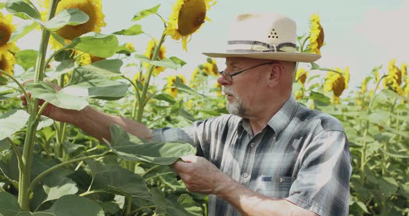 Close Senior Farmer in Hat and Glasses Examining the Sunflowers in Field