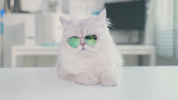 Portrait of furry Persian cat wear fashion sunglasses on table at animal hospital and pet hotel.