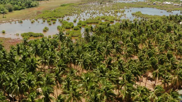Tropical Landscape with Palm Trees in the Philippines alt