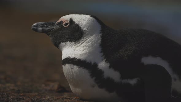 African penguin laying on rock feeling sleepy eyes closing