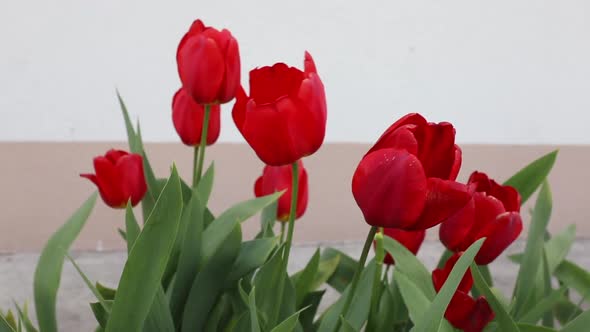 Beautiful spring flowers