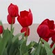 Beautiful spring flowers - VideoHive Item for Sale