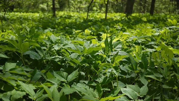 The Spring Forest Is Immersed In Green Colors.