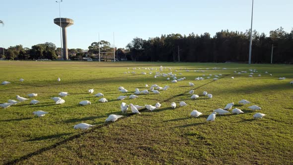 Flocks of Australian Little Corella Parrots and White Crested Cockatoos are feeding on grass in a su