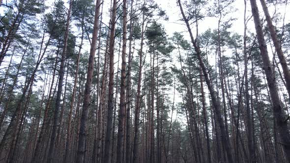 Forest Landscape Aerial View Slow Motion