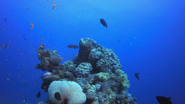 Tropical Fish Coral Marine Reef