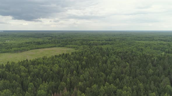 Flight Over the Green Forest