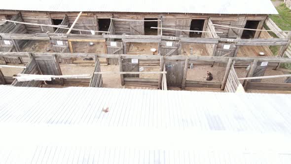 Aerial View of a Shelter for Stray Dogs