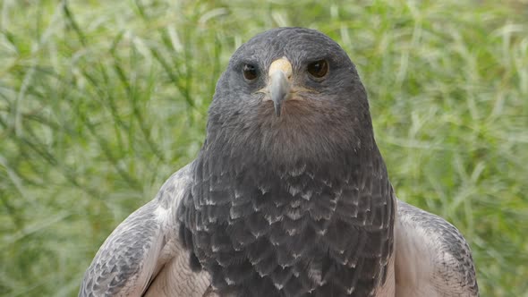 Hawk Bird Closeup