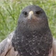 Hawk Bird Closeup - VideoHive Item for Sale