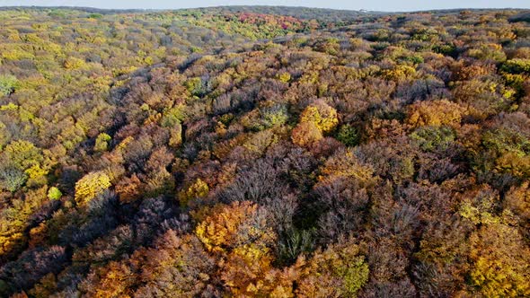 Forest with Red and Yellow Trees Aerial Top View