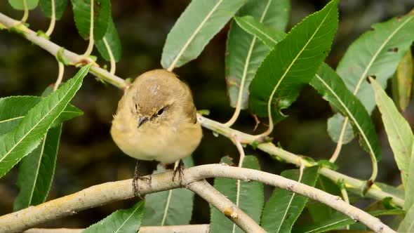 Common chiffchaff ,Leaf warbler