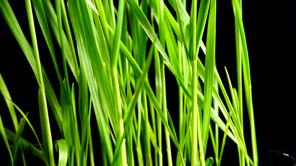 Sprouted grains of wheat on a black background.