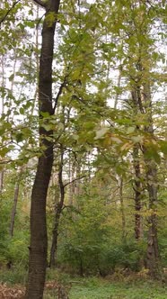 Vertical Video Autumn Forest By Day