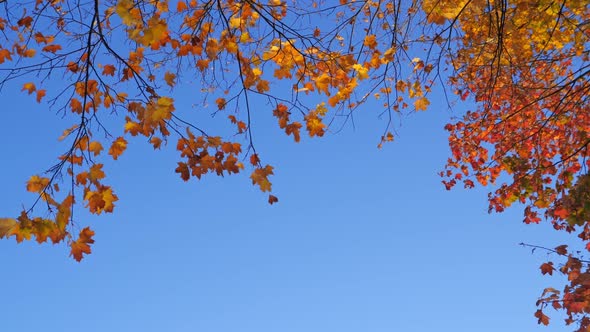 Maple Trees with Fall Branches and Leaves at Autumn Park