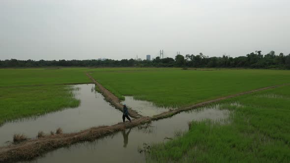 drone shot of rice fields with farmer walking on the outskirts of Ho Chi Minh City, Vietnam.