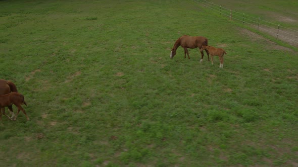 Tracking shot of beautiful mares and colts roaming across a field
