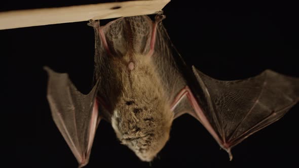 A brown bat isolated on black background