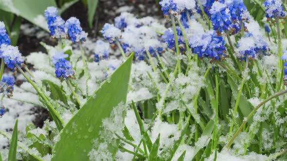 Snow on Muscari Flowers