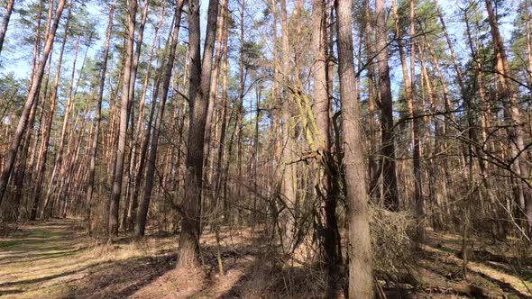 Forest with Pines with High Trunks During the Day