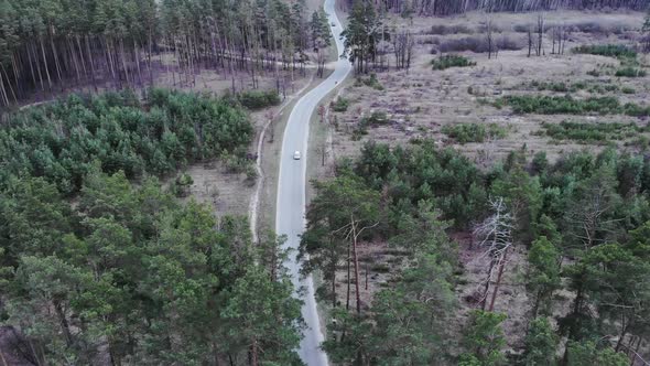 Car and cyclist driving and riding on empty road in pine forest. Aerial view