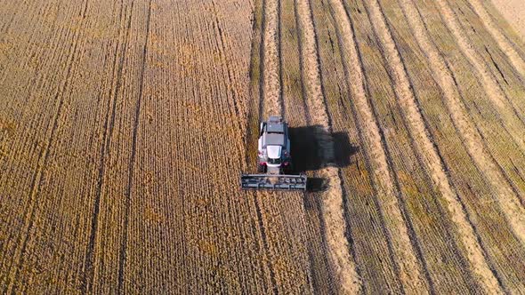 Aerial View: Combine Harvester Harvesting Ripe Corn on Harvest Field
