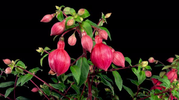 Blooming Fuchsia Time Lapse. Beautiful Red Fowers of Fuchsia Growing on Black Background