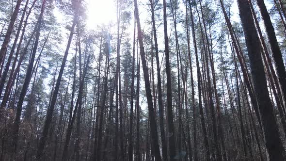 Trees in a Pine Forest During the Day Aerial View