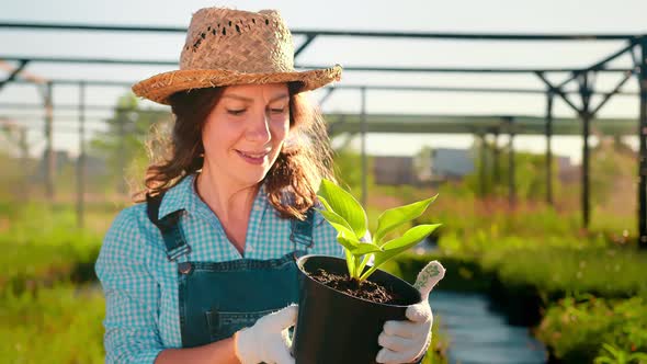 A Woman Farmer Holds a Seedling of Hosta Plant in Her Hands