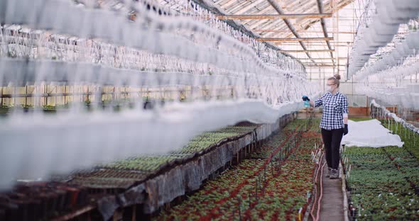 Agriculture - Gardener Spreading Fertilizer on Plants at Greenhouse